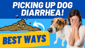 picking up dog diarrhea at park home