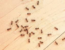 ants that can damage your yard