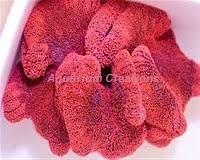 saddle carpet anemone