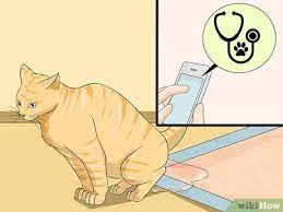 3 ways to clean a litter box wikihow