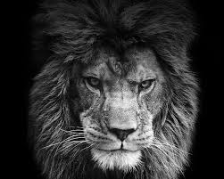 cool lion hd wallpaper