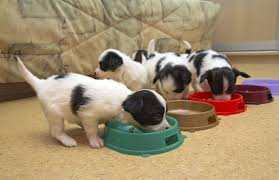 Puppy Feeding Guide