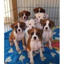 All puppies and dogs should have vitamins please click the link to order. Boxer Litter