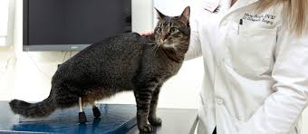 the disabled cat receives new anium legs