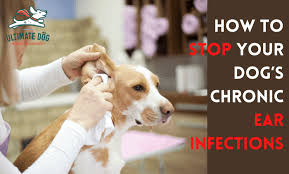 remes for dog ear infections