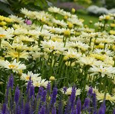 They thrive in full sun to light shade. 16 Yellow Perennials Walters Gardens Inc