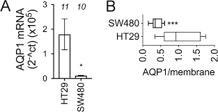 Combined Pharmacological Administration Of Aqp1 Ion Channel