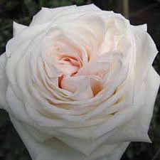 White O Hara Garden Rose