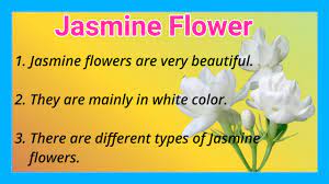 short essay on jasmine flower