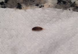 carpet beetle larva and from