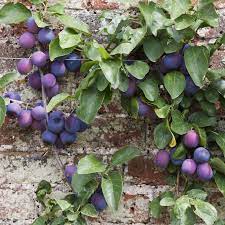 The Best Fruit Trees For Small Gardens