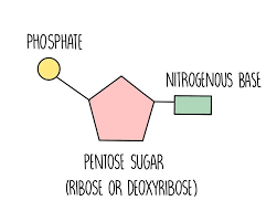 basic structure of a nucleotide