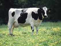 whats-the-most-expensive-cow