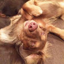 obaba on instagram sleeping pinot the horror ホラーなピノ 熟睡中 ダックス 短足部 多頭飼い チョコタン チョコクリ 犬バカ部 ワンコなしでは生きて行けません会 おひとりさまワンコ部 おひとり dachshund dogs animals