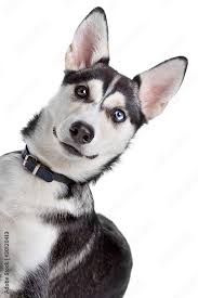 mixed breed american indian dog husky