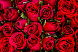red roses images free on freepik