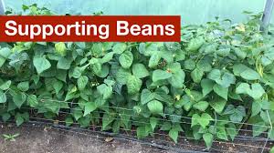 a better way to support beans you