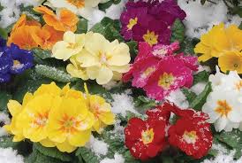 It's cold outside for most of us in the usa, but that does not mean that we have to sit idly by and wait for spring to come before we can garden again. Top 10 Winter Bedding Plants Thompson Morgan