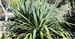 For example, adam's needle yucca blooms do you trim yucca plants? Yucca Plant Care Growing The Yucca Tree How To