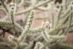 What happens if cactus stays in skin?