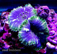 this blue mini maxi anemone was too