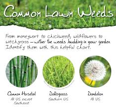 Weed Control In Grass Identification Oklahoma Pages