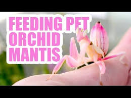 Orchid mantis ( hymenopus coronatus ) of the malay peninsula. Pet Orchid Mantis Super Pink Youtube Orchid Mantis Orchids Pets