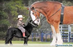 Résultat de recherche d'images pour 'chevaux'