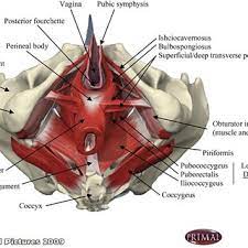 the pelvic floor muscles consist of the