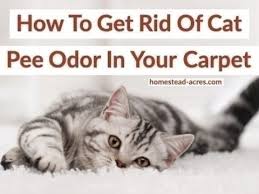 cat smell out of your carpet