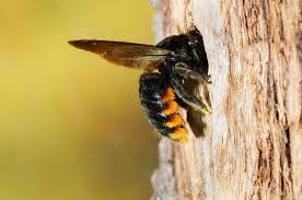 2 best carpenter bee traps how to make