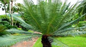 17 small or dwarf palm trees for home
