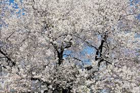 11 beautiful white flowering trees