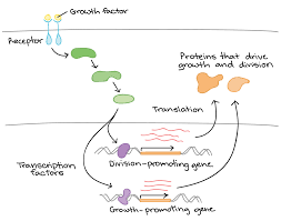 Overview Eukaryotic Gene Regulation Article Khan Academy