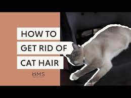 how to remove cat hair from everywhere