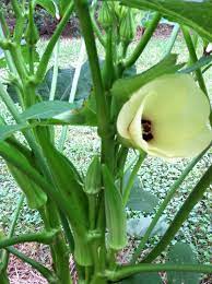 Indian cultures call okra lady's fingers because of the long, narrow pods, which are the edible part of the okra plant. Green Okra Aka Ladies Finger Planting Vegetables Aquaponics Vegetables
