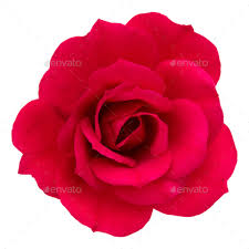 one red rose flower head isolated on
