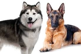 The alaskan shepherd is an aftereffect of intersection the alaskan malamute and the german shepherd puppy. Alaskan Malamute Vs German Shepherd Which One Is Your New Best Friend Anything German Shepherd