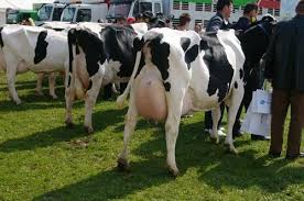 vaci-holstein1 | Agroinfo.ro