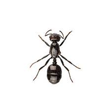 little black ant identification info