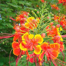 Caesalpinia Pulcherrima Tiger Flower