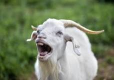 do-goats-and-sheep-have-upper-teeth