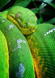Green Tree Python Australia
