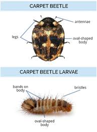 six legged carpet beetles
