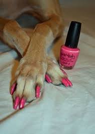 can dogs wear human nail polish