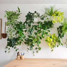 indoor plant wall