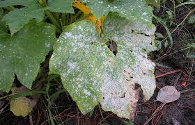 powdery mildew all natural management
