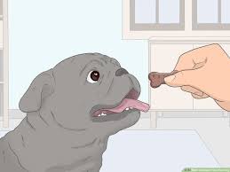 how to house train your dog with