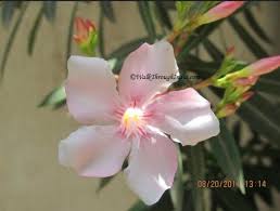 10 most common road side flowers in india