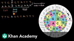Practicing dna transcription and translation. Impact Of Mutations On Translation Into Amino Acids Video Khan Academy